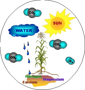 What do plants need to grow?